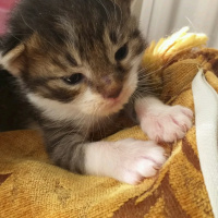 Tekir Kedi, Kedi Yağmur fotoğrafı