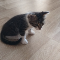 Tekir Kedi, Kedi Yağmur fotoğrafı