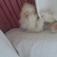 İran Kedisi (Persian), Kedi Slya fotoğrafı