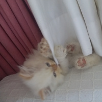 İran Kedisi (Persian), Kedi Slya fotoğrafı