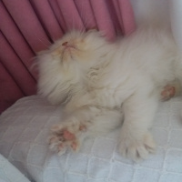 İran Kedisi (Persian), Kedi Slya fotoğrafı