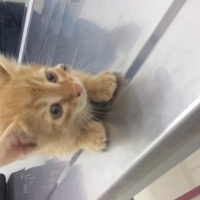 Sarman, Kedi Alican fotoğrafı