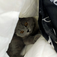 British Shorthair, Kedi Uzay fotoğrafı