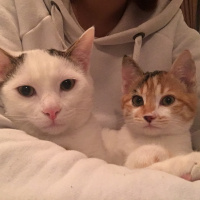 Tekir Kedi, Kedi Zıpır fotoğrafı