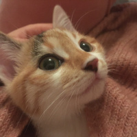 Tekir Kedi, Kedi Feride fotoğrafı