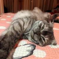 Scottish Fold, Kedi Kate fotoğrafı