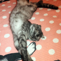 Scottish Fold, Kedi Kate fotoğrafı