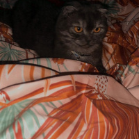 Scottish Fold, Kedi Kate fotoğrafı