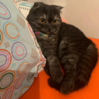 Scottish Fold, Kedi Kate fotoğrafı
