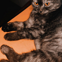 Scottish Fold, Kedi Kate fotoğrafı