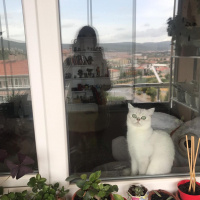 British Shorthair, Kedi Merlin fotoğrafı