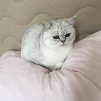 British Shorthair, Kedi Merlin fotoğrafı