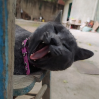 American Bobtail, Kedi Merkür fotoğrafı