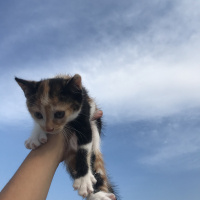Tekir Kedi, Kedi Lina fotoğrafı