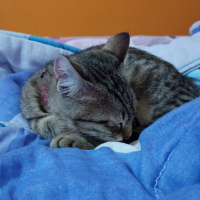 Tekir Kedi, Kedi 2.5 AYLIK YAVRU OYUNCU fotoğrafı