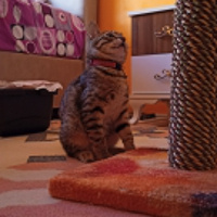 Tekir Kedi, Kedi 2.5 AYLIK YAVRU OYUNCU fotoğrafı