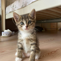 Tekir Kedi, Kedi Lila fotoğrafı