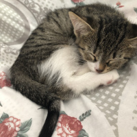 Tekir Kedi, Kedi Lila fotoğrafı