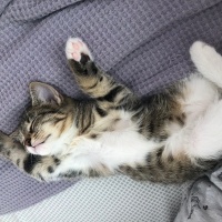 Tekir Kedi, Kedi Lila fotoğrafı