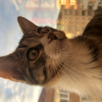 Tekir Kedi, Kedi Lila fotoğrafı