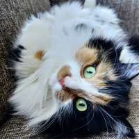 Tekir Kedi, Kedi Mübarek fotoğrafı