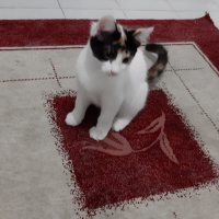 Tekir Kedi, Kedi 5 kardeş sahiplendirilecek fotoğrafı