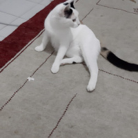 Tekir Kedi, Kedi 5 kardeş sahiplendirilecek fotoğrafı