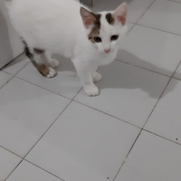 Tekir Kedi, Kedi 5 kardeş sahiplendirilecek fotoğrafı