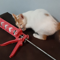 Tekir Kedi, Kedi 5 kardeş sahiplendirilecek fotoğrafı