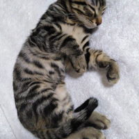 Tekir Kedi, Kedi Adı belli değil fotoğrafı