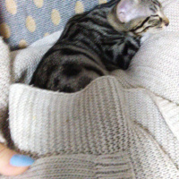 Tekir Kedi, Kedi Adı belli değil fotoğrafı