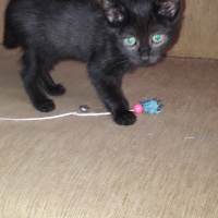 Tekir Kedi, Kedi ACİL YUVA ARIYORUZ fotoğrafı