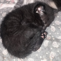 Tekir Kedi, Kedi ACİL YUVA ARIYORUZ fotoğrafı