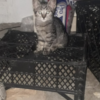 Tekir Kedi, Kedi ACİL YUVA ARIYORUZ fotoğrafı