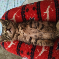 Tekir Kedi, Kedi Peri fotoğrafı