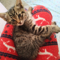 Tekir Kedi, Kedi Peri fotoğrafı