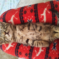 Tekir Kedi, Kedi Peri fotoğrafı