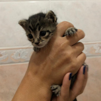 Tekir Kedi, Kedi Edi &Büdu fotoğrafı