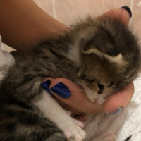 Tekir Kedi, Kedi Edi &Büdu fotoğrafı