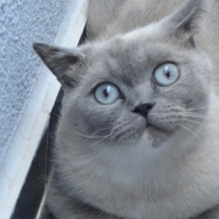 British Shorthair, Kedi Bonny fotoğrafı