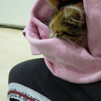 Tekir Kedi, Kedi Lila(adını bilmiyor) fotoğrafı