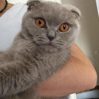 Scottish Fold, Kedi Maya fotoğrafı
