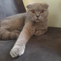 Scottish Fold, Kedi Maya fotoğrafı