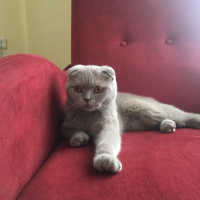 Scottish Fold, Kedi Maya fotoğrafı