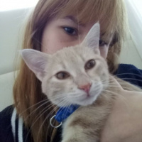 Tekir Kedi, Kedi Behlül fotoğrafı