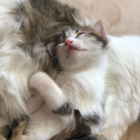 Tekir Kedi, Kedi Yonca fotoğrafı