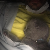 Scottish Fold, Kedi Nota fotoğrafı