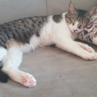 Tekir Kedi, Kedi Papyon ❤ fotoğrafı