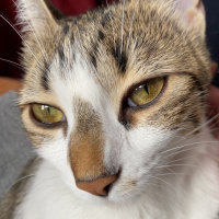 Tekir Kedi, Kedi Parliament fotoğrafı