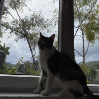 Tekir Kedi, Kedi Parliament fotoğrafı